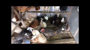 Зимний курятник своими руками на 10 кур и 10 уток. Как сделать по уму.
