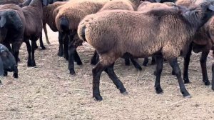 Гиссары в Дагестане/89679417205 тел для связи /гиссары на племя/