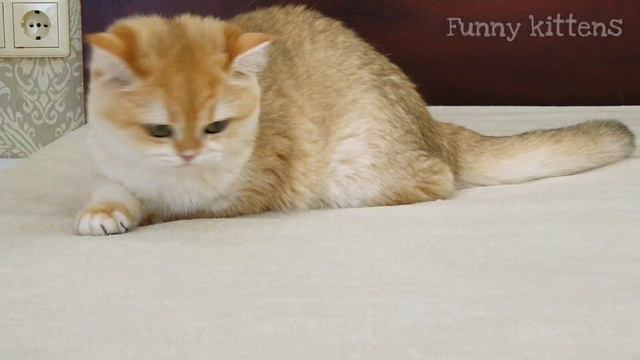 💕💕💕Золотая британская кошка Лана любит свою хозяйку | Очень ласковая кошка😻😻😻
