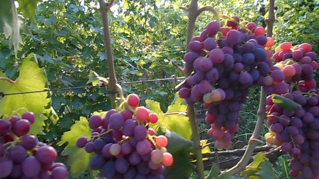 Виноград Гарольд смотреть онлайн