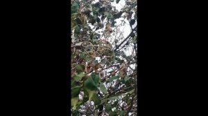 Павловния в Ростове на Дону