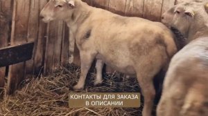 Овцы Шароле! Лучшая мясо-шерстная порода! Разведение овец породы Шароле! Бараны Шароле!