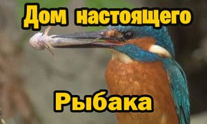 Дом настоящего рыбака. Где живёт зимородок?