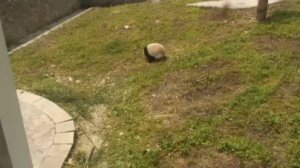Панда катается по траве