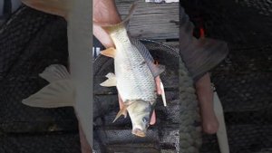как растет карп в своём пруду. Выращивание рыбы в водоёме