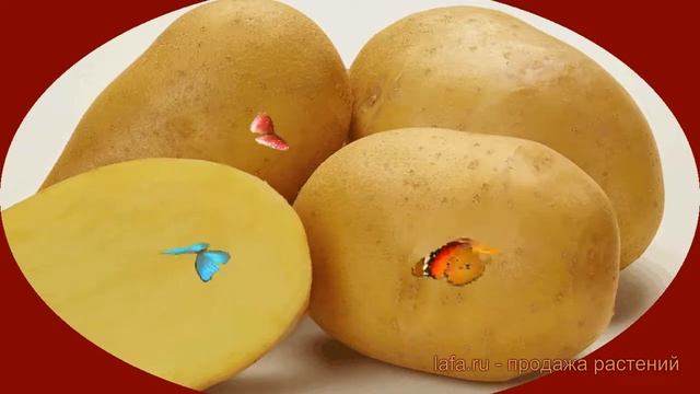 Картофель семенной Лисана ? картофель Лисана обзор: как сажать семенной картофель Лисана смотреть онлайн