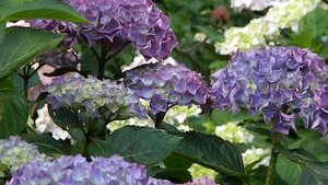 Hydrangea macrophylla Blauer Zwerg