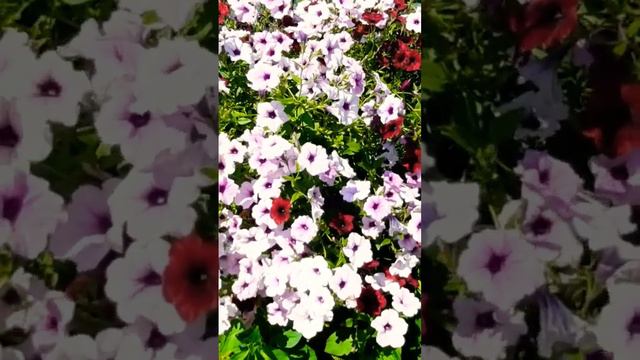 Ампельная Петуния N 1./Мощная Ампельная Петуния для сада #петуния #ампельная петуния# цветы#сад смотреть онлайн
