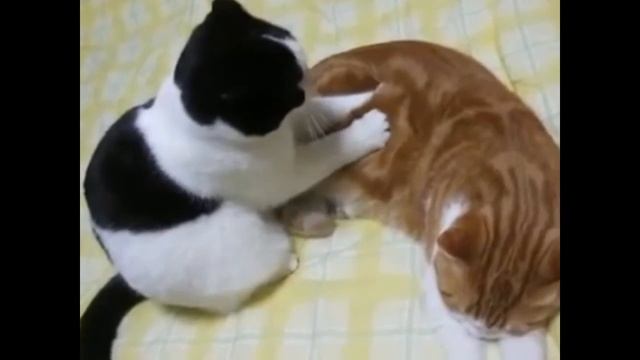 ZhigShow КОtАЙСКИЙ Успокаивающий массаж смотреть онлайн