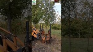 Пересадка и выкопка рябины на питомнике саженцев