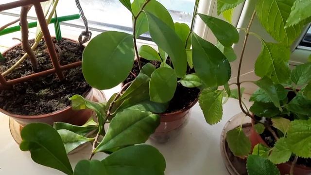 Цветущие комнатные растения на подоконнике, осенью.