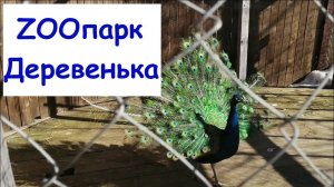 ЗООПАРК Деревенька Вологда, ZOO, animals