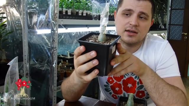 Прививка адениумов Зачем нужна и как сделать? смотреть онлайн