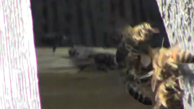 Второй день после прилета роя (пчелки уже работают) смотреть онлайн