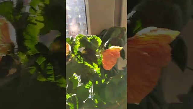 Абутилон. смотреть онлайн