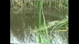 Поселок Осиновский, Верх-Суетского района - поездка к бабушке 25/06/2004 год
