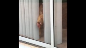 Собака жует стеклянную дверь