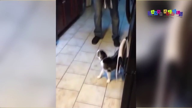 Смешные кошки и коты. Разговорчивые кошаки. смотреть онлайн