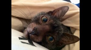 Как выглядят породы кошек(ЛИКОЙ - КОТ ОБОРОТЕНЬ)