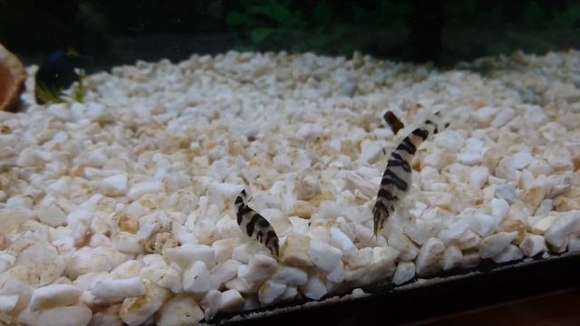 Аквариумные рыбки: боция, тернеция смотреть онлайн