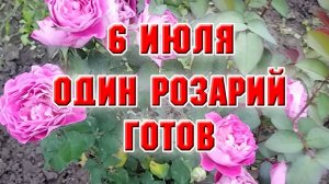 6 июля. Один розарий готов