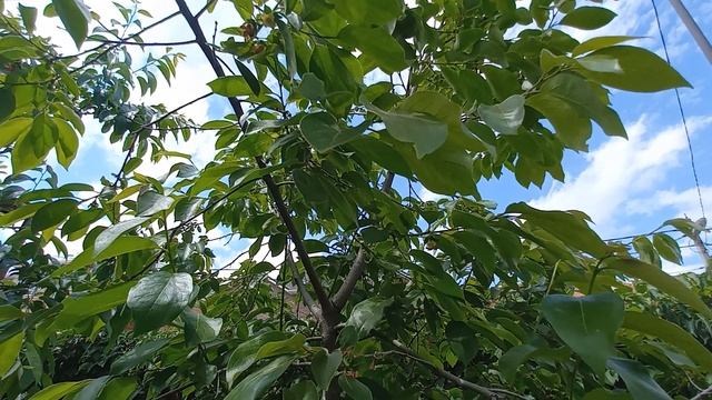 Хурма Россиянка, цветение смотреть онлайн