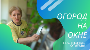 Собираю овощи с подоконника для салата