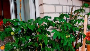 ТОМАТЫ на балконе. Сорт "Балконное ЧУДО"