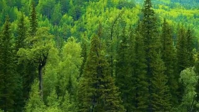 Чистый воздух хвойного леса смотреть онлайн