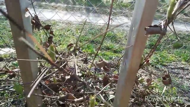 Дача, дача, дача! Ура! Первая поездка на дачу! Открытие сезона апрель 2019 г смотреть онлайн