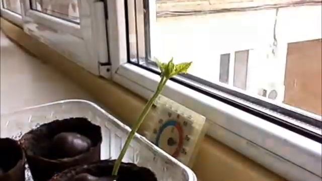 Наблюдению за прорастанием конского каштана смотреть онлайн