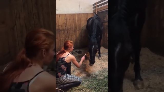 3 гимнастических упражнения , для укрепления мышц спины у лошади.