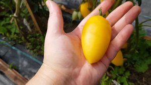 Томат Кремовая сосиска. 13.08.22