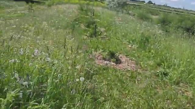 Роторная косилка на мотоблоке МТЗ смотреть онлайн