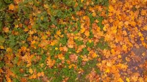 "Октябрь. Осенняя песня" (из цикла "Времена года") муз. П.И.Чайковского