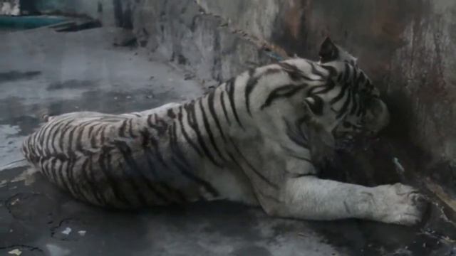 "Сафари парк"! Зоопарк в Краснодаре. смотреть онлайн