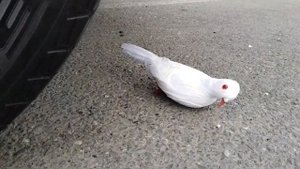 Машина Давит Предметы: Цветные Шары Кола Петарды Орбизы ЭКСПЕРИМЕНТЫ под колесом машины АСМР