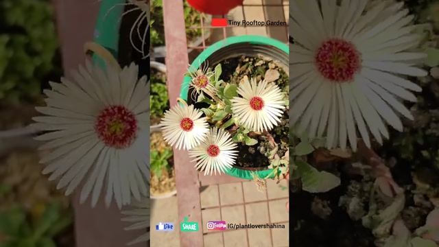 Mesembryanthemum plant/Ice plant/Aizoaceae family/Terrace Garden/Winter Flowers/ Balcony Garden