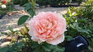 Роза Полька. Polka rose. Первое цветение