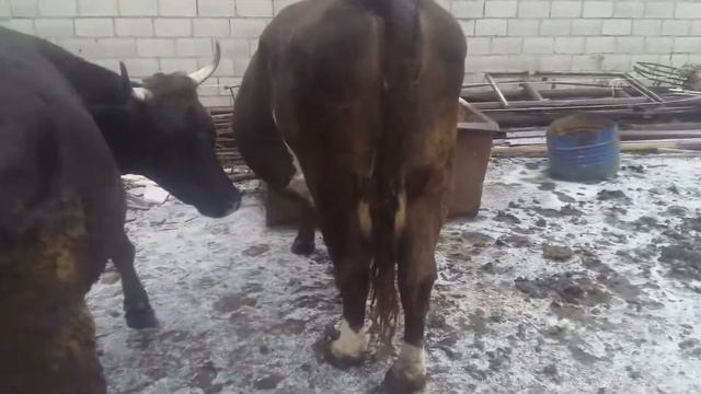 дойная корова в КЧР. смотреть онлайн