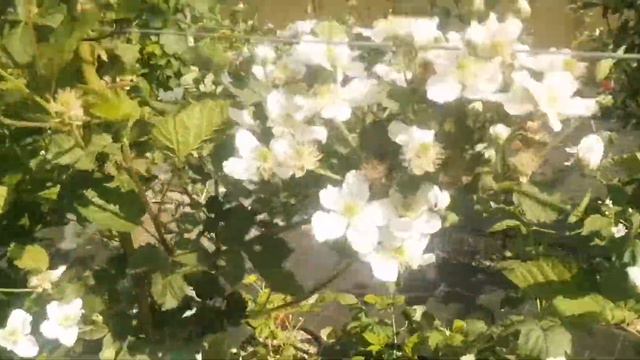 Весений переполох на огороде 🍓🍓🍓😁😁😁 смотреть онлайн