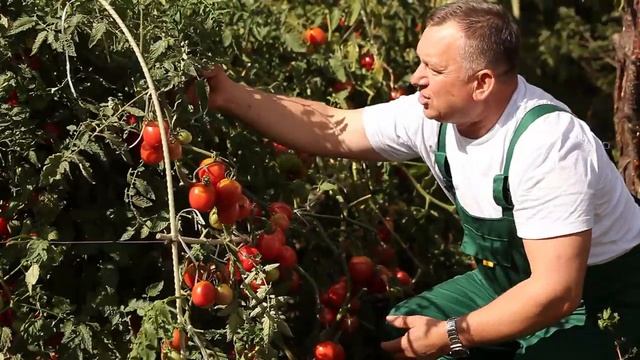 Секреты выращивания высокорослых помидоров