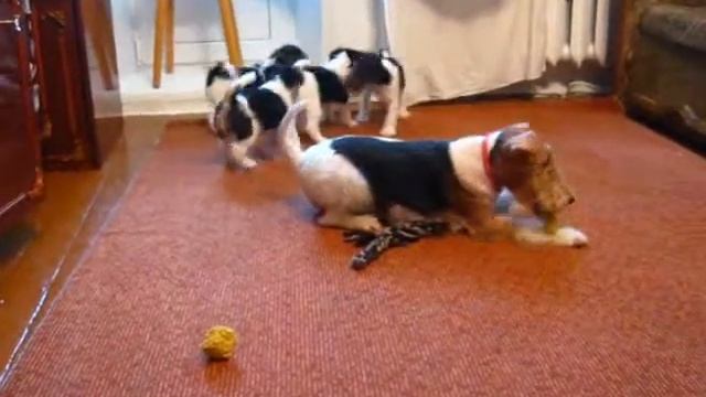 Щенки фокстерьера - fox-nk.ucoz.ru смотреть онлайн