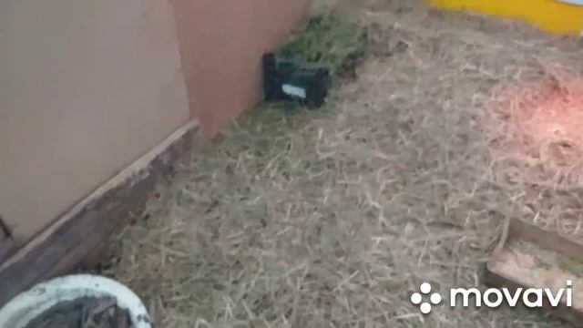 Содержание и разведение гусей и уток зимой в теплице.Ценные советы.