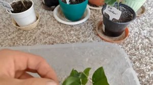 ЦИТРУСЫ В ДОМЕ / РЕЗУЛЬТАТ УКОРЕНЕНИЯ ЦИТРУСОВЫХ / ЛИМОНА, МАНДАРИНА, АПЕЛЬСИНА.