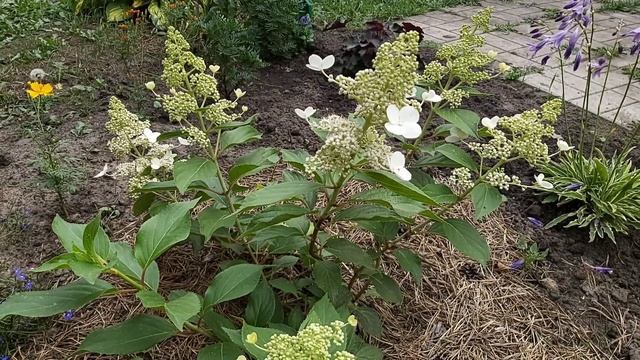 Мой сад в начале сентября//цветы смотреть онлайн