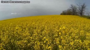 Посеяли рапс и будут травить что делать?