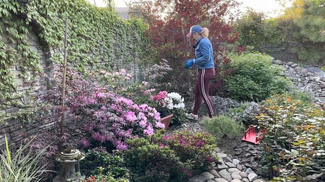 Делю мискатус китайский,посылки ,высаживаю азалию ,обрезаю арабис и засаживаю берег травами?? смотреть онлайн