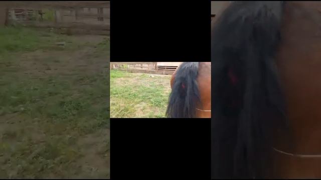 Айғыр сатып алдым/5жасар/айғыр  талаған, арқасы құрттаған емдеу барысына шамалы шолу.