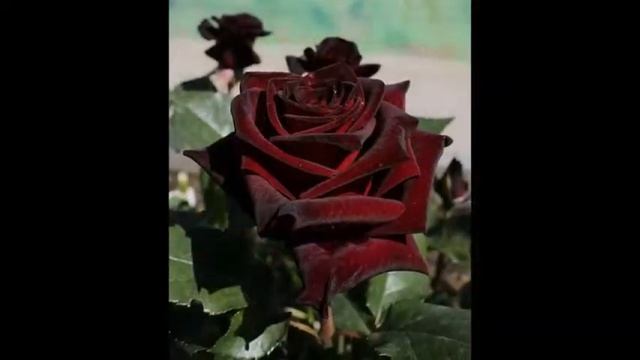 ЧЁРНАЯ РОЗА - ЭМБЛЕМА ПЕЧАЛИ. смотреть онлайн